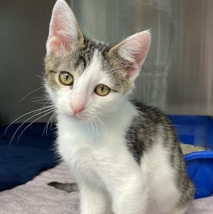 Tiggy Winkle, a Adoptable mixed breed in Tinley Park, IL image 2/2