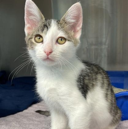 Tiggy Winkle, Adoptable, Kitten Female Domestic Short Hair.