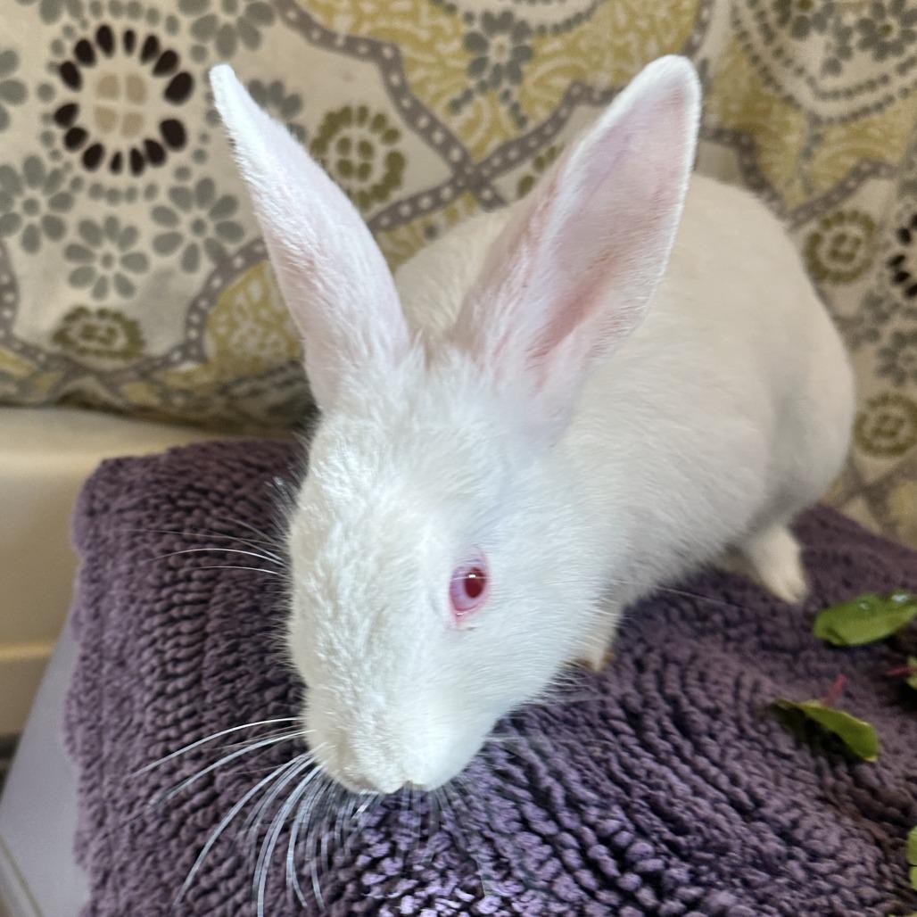 Jasmine, Adoptable, Young Female Florida White.