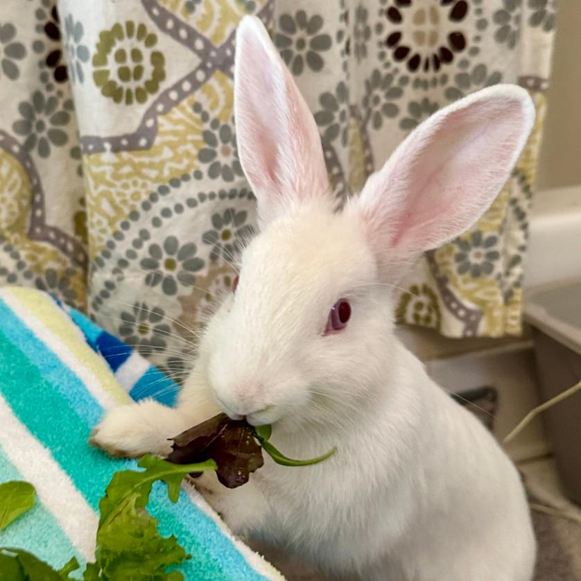 Enlarge Jasmine, a Adoptable Florida White in Asheville, NC image 2/4