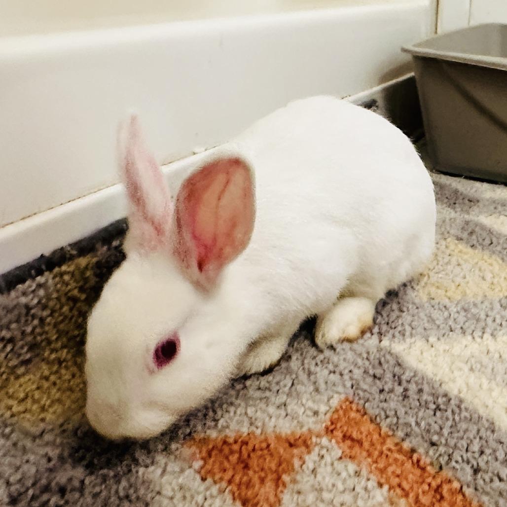 Enlarge Jasmine, a Adoptable Florida White in Asheville, NC image 3/4