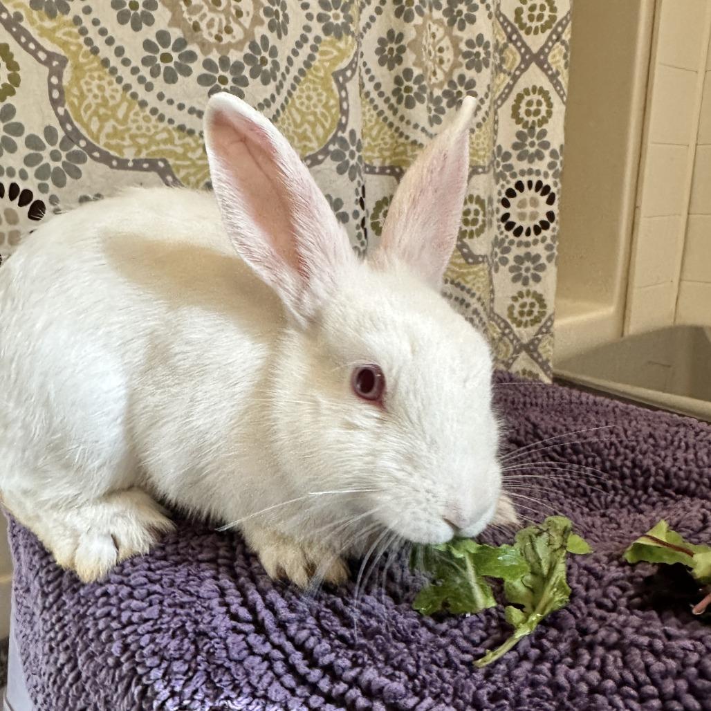 Enlarge Jasmine, a Adoptable Florida White in Asheville, NC image 4/4