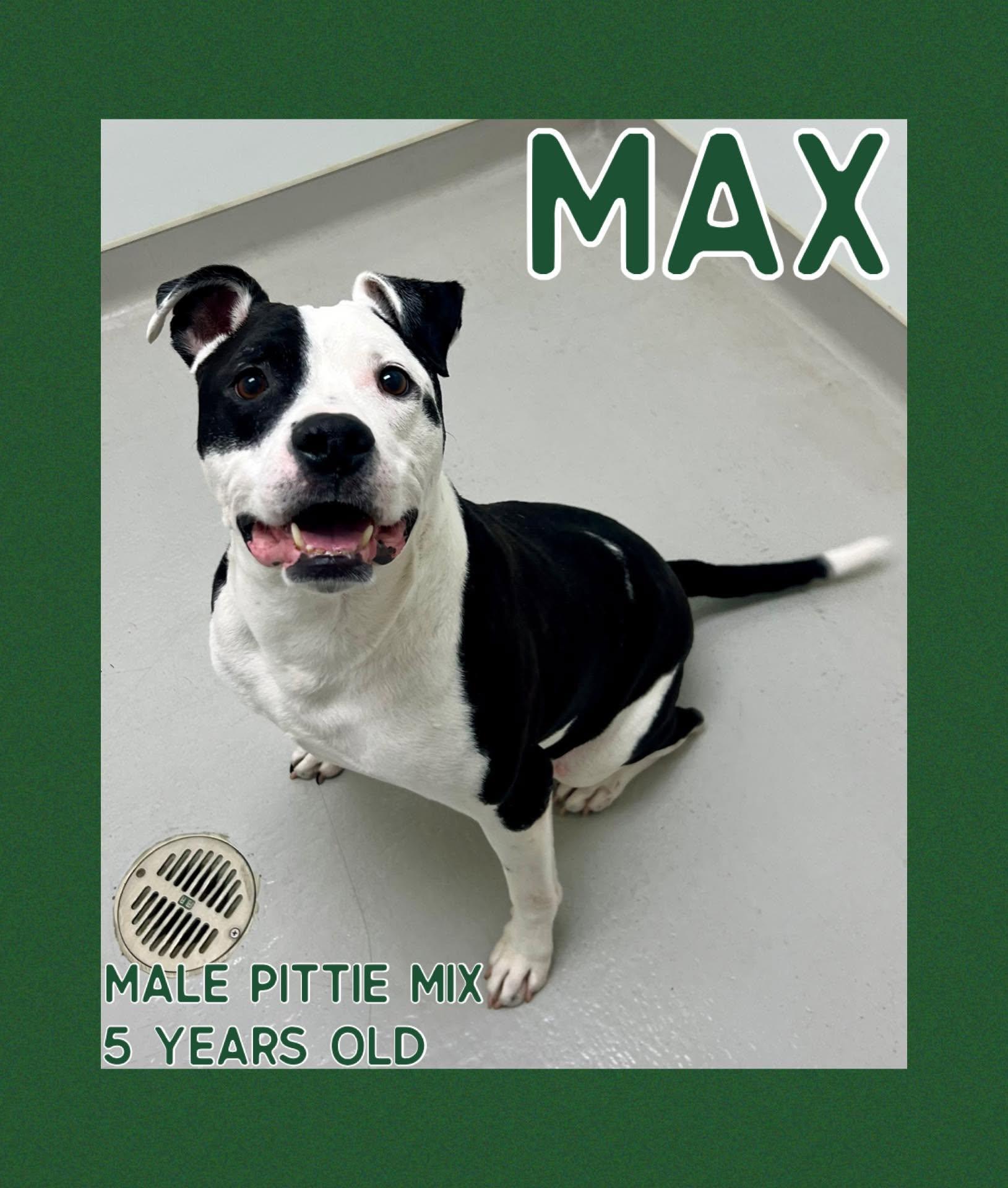 Enlarge Max, a Adoptable mixed breed in Danville, IN image 1/1