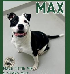 Max, Adoptable, Adult Male Pit Bull Terrier.
