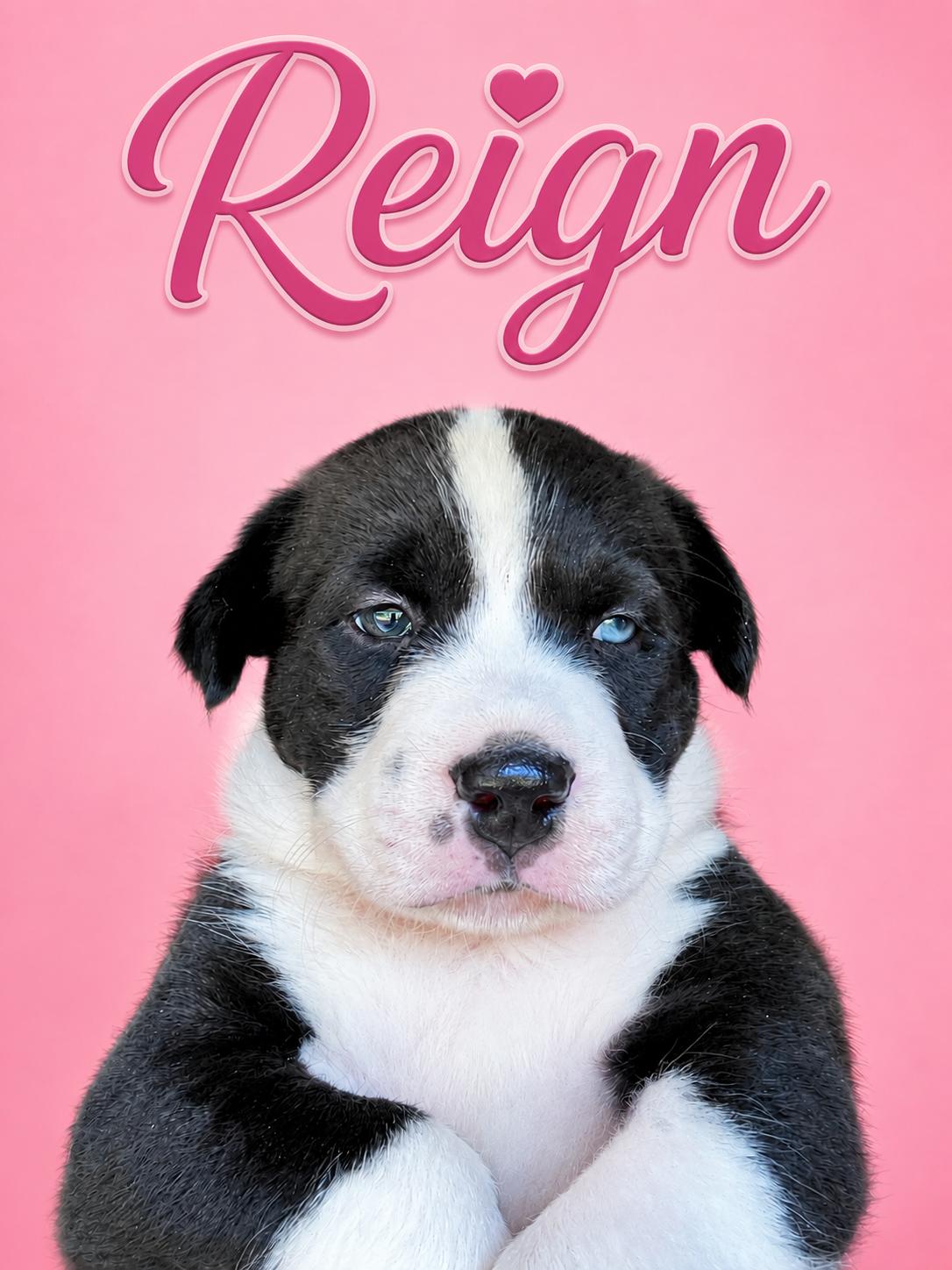Enlarge Reign, a Adoptable mixed breed in Trinity, AL image 1/1
