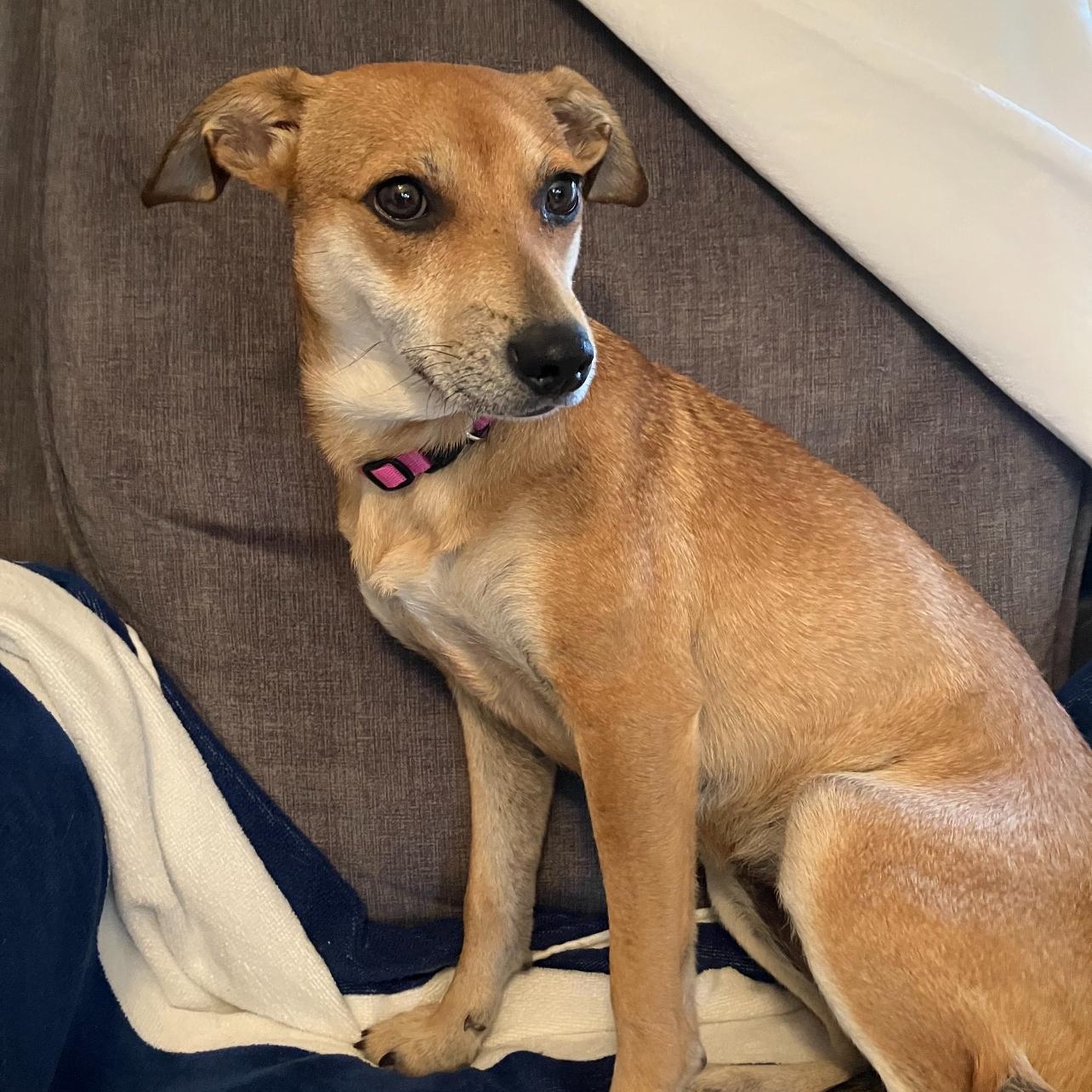 Enlarge Dorothy, an adoptable mixed breed in Cedarburg, WI image 1/6