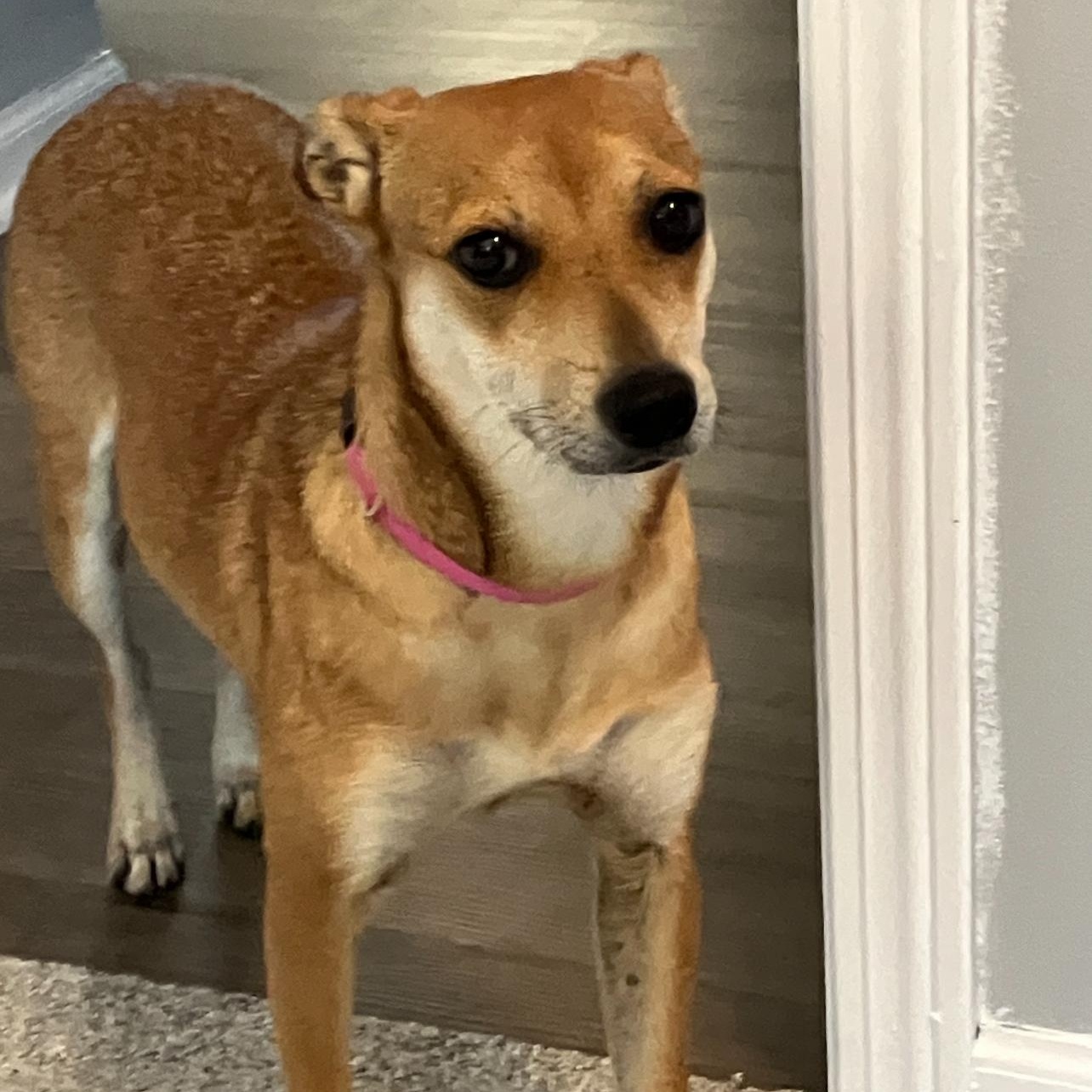 Enlarge Dorothy, an adoptable mixed breed in Cedarburg, WI image 3/6