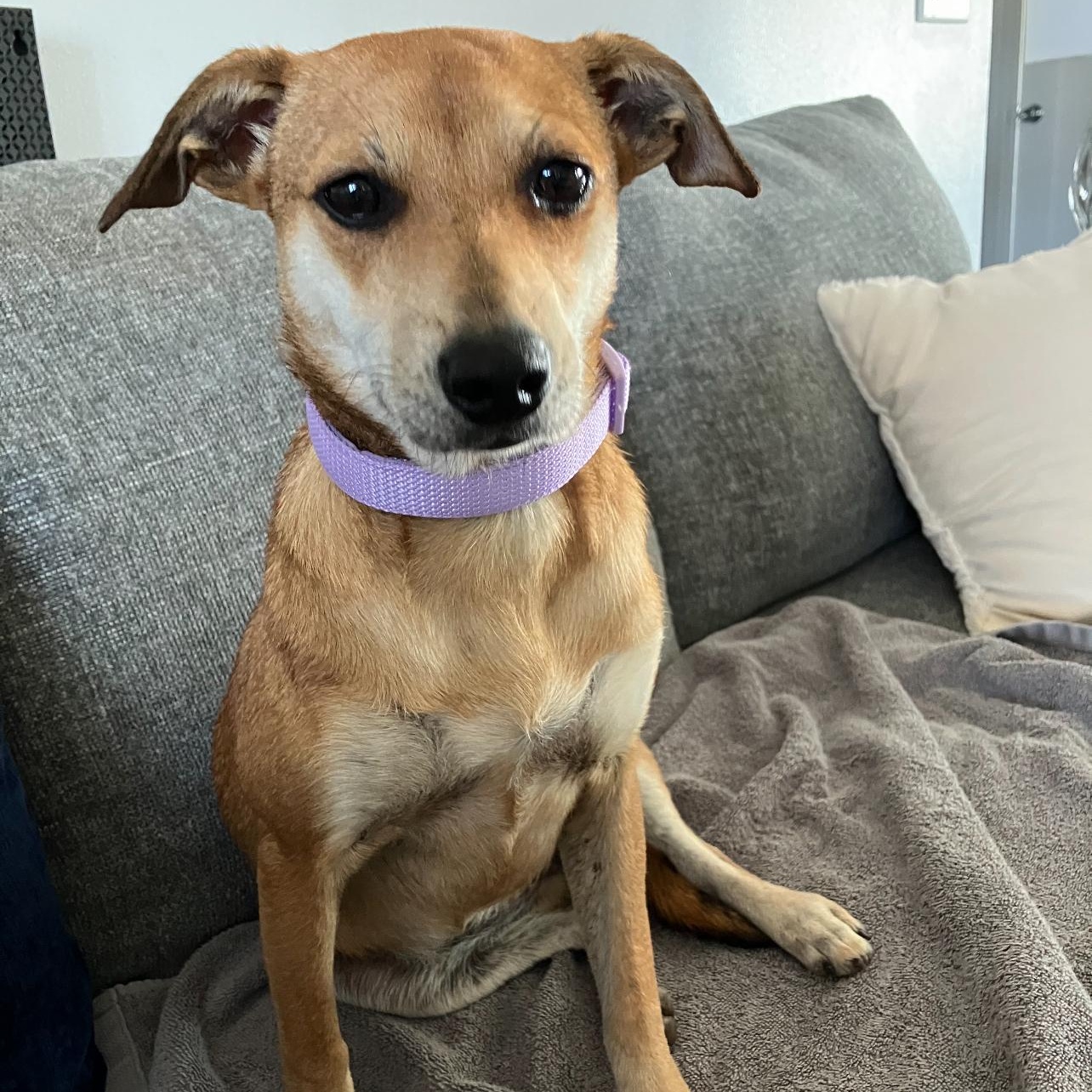 Enlarge Dorothy, an adoptable mixed breed in Cedarburg, WI image 2/6