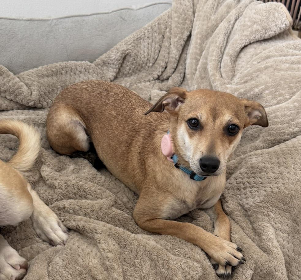 Enlarge Dorothy, an adoptable mixed breed in Cedarburg, WI image 6/6