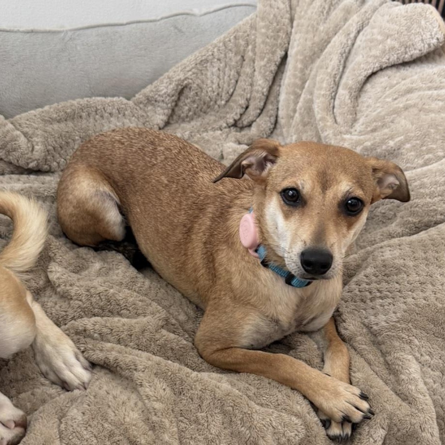 Enlarge Dorothy, an adoptable mixed breed in Cedarburg, WI image 5/6