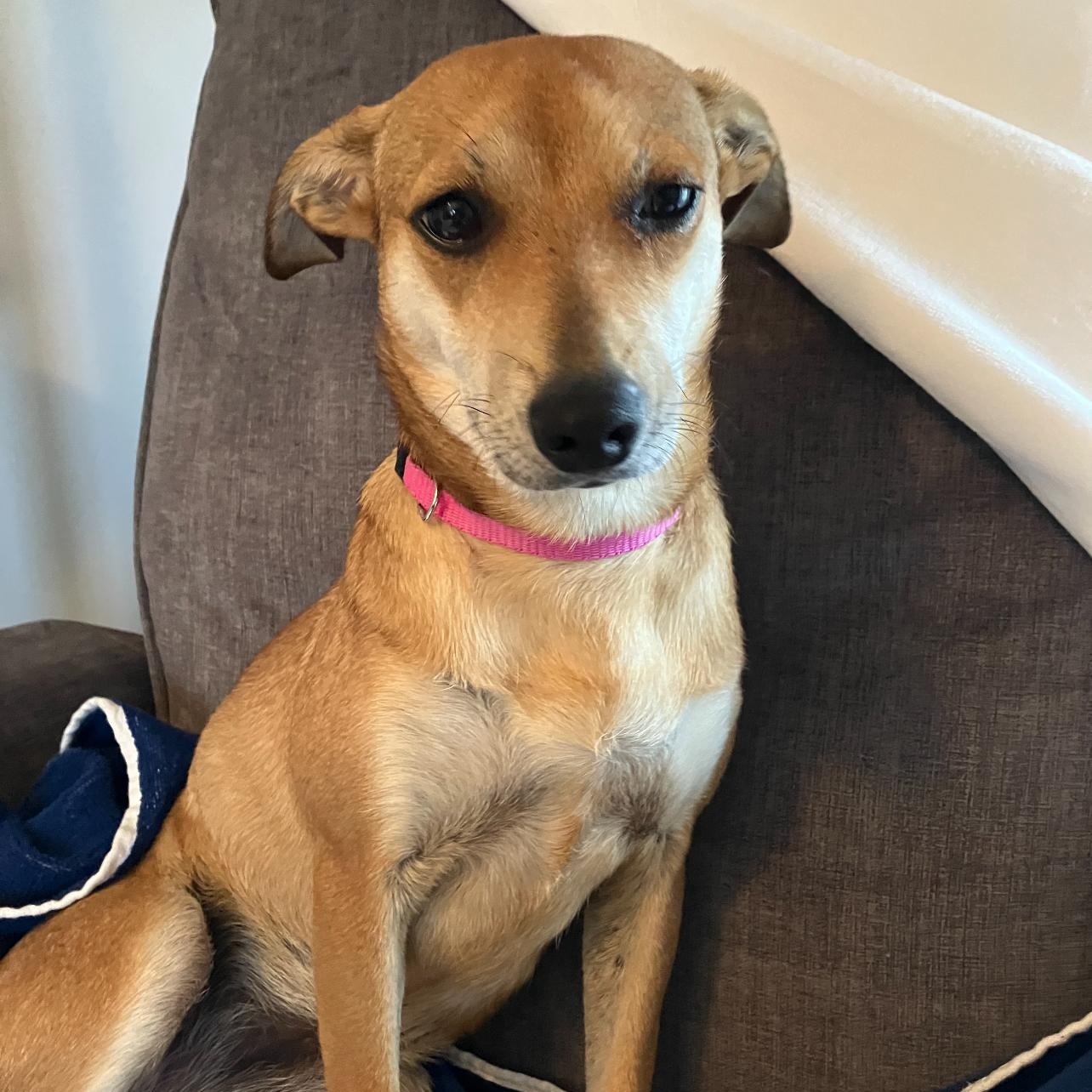 Enlarge Dorothy, an adoptable mixed breed in Cedarburg, WI image 4/6