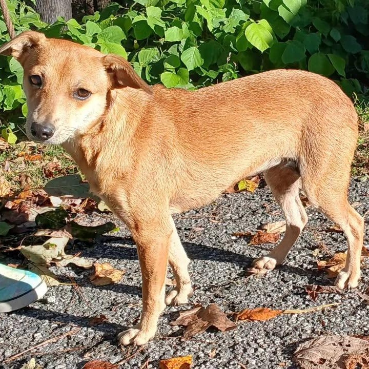 Enlarge Dorothy, an adoptable mixed breed in Cedarburg, WI image 5/6