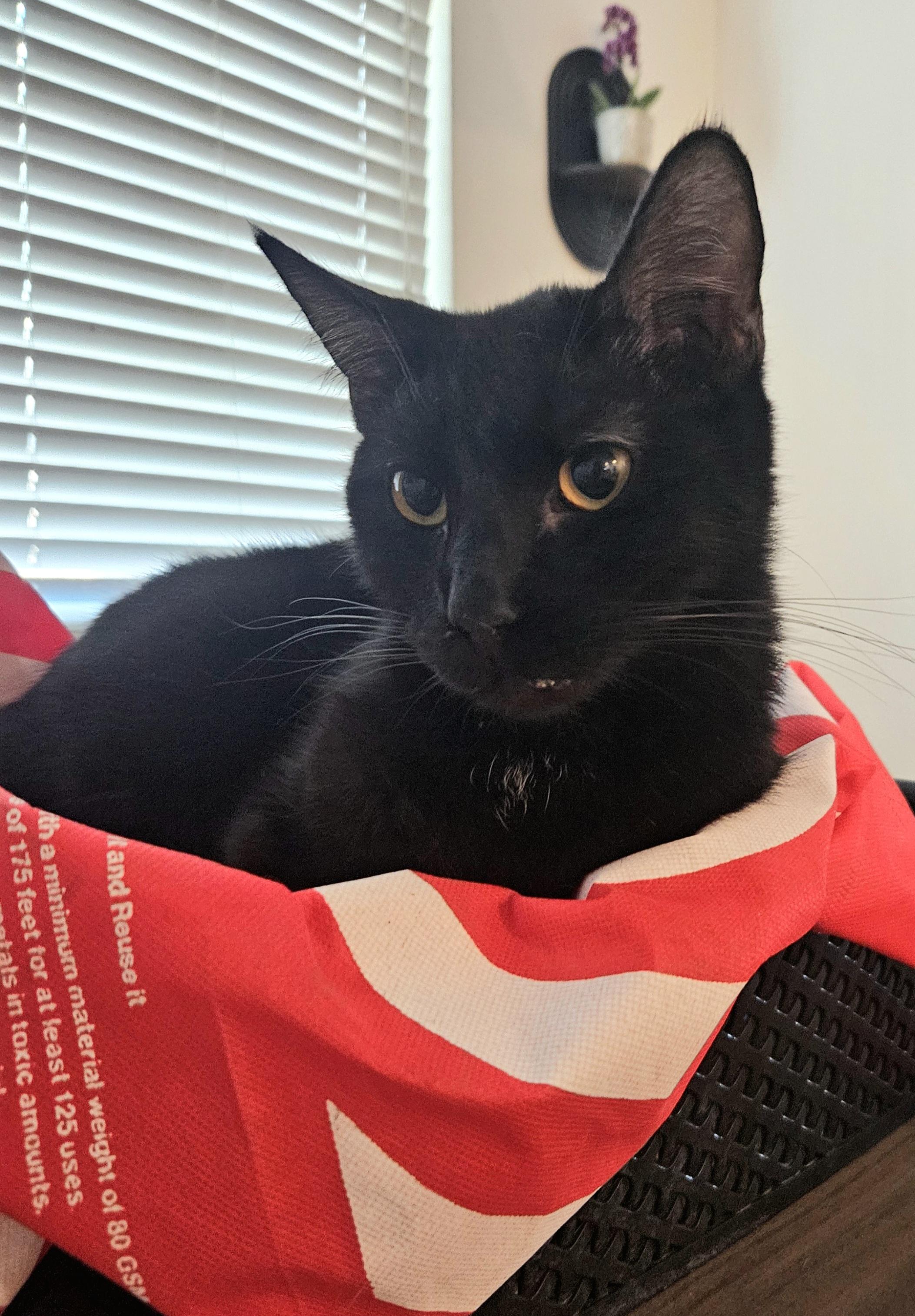 Ozzy D, Adoptable, Young Male Bombay.