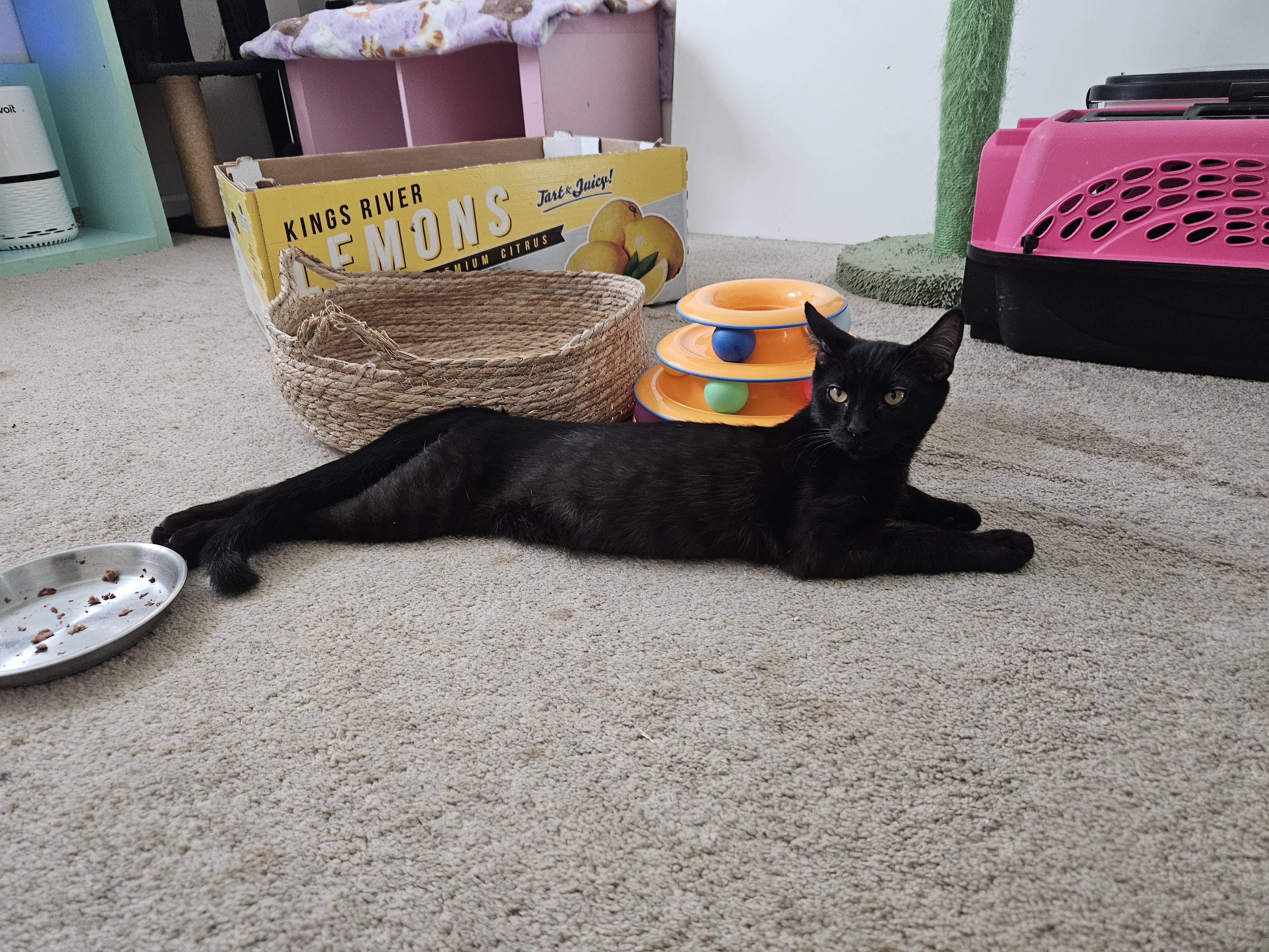 Enlarge Ozzy D, a Adoptable Bombay in Fresno, CA image 2/5