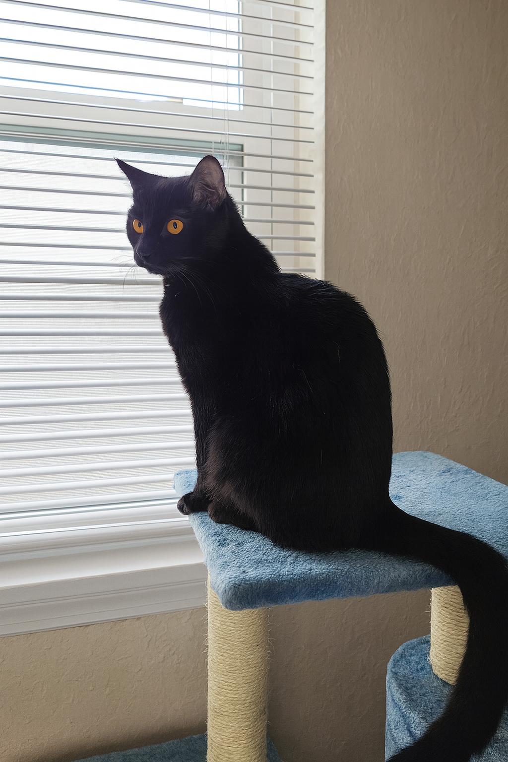 Enlarge Ozzy D, a Adoptable Bombay in Fresno, CA image 3/5