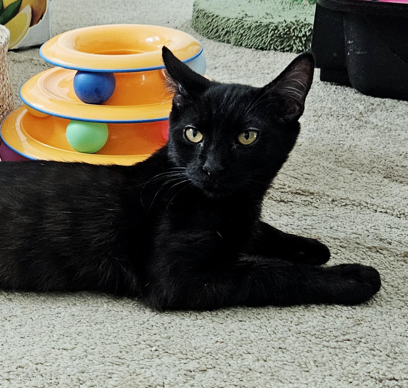 Enlarge Ozzy D, a Adoptable Bombay in Fresno, CA image 5/5