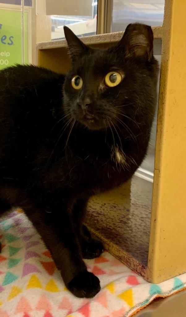 Chappell Roan, a Adoptable mixed breed in Cumming, GA image 3/4