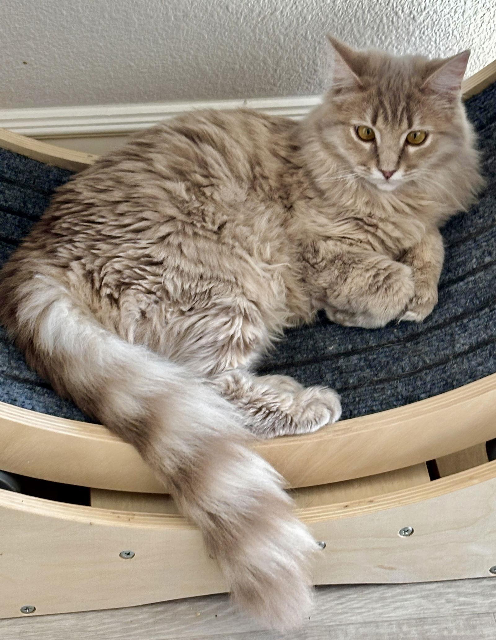 Enlarge Buttercup, a Adoptable Domestic Long Hair in Antioch, CA image 1/2