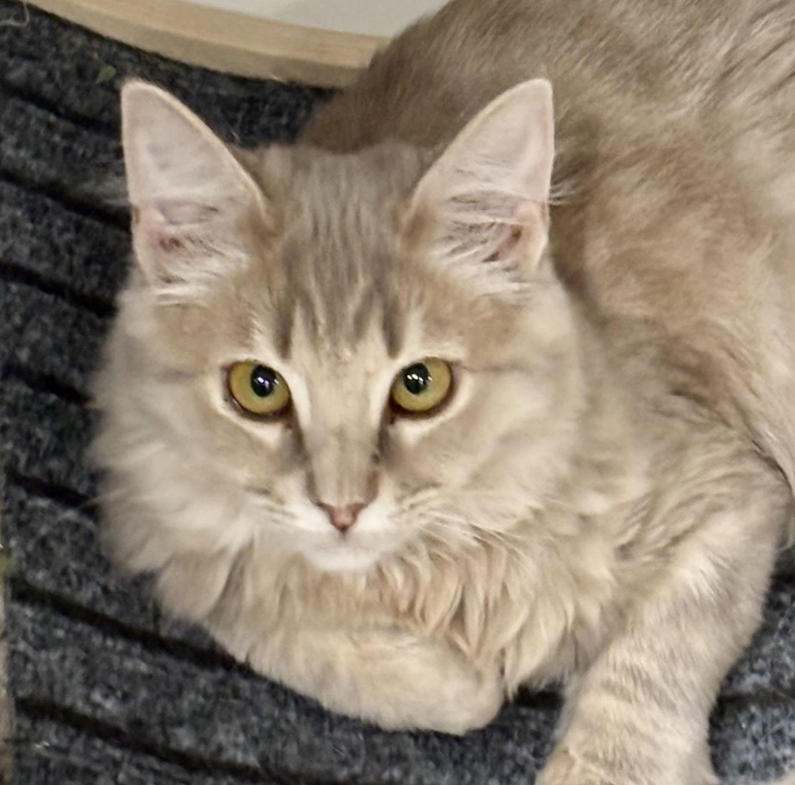 Buttercup, Adoptable, Young Female Domestic Long Hair.