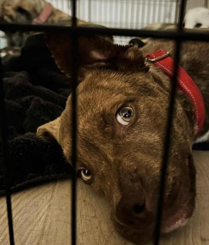 Enlarge Chip, a Adoptable mixed breed in renton, WA image 1/5