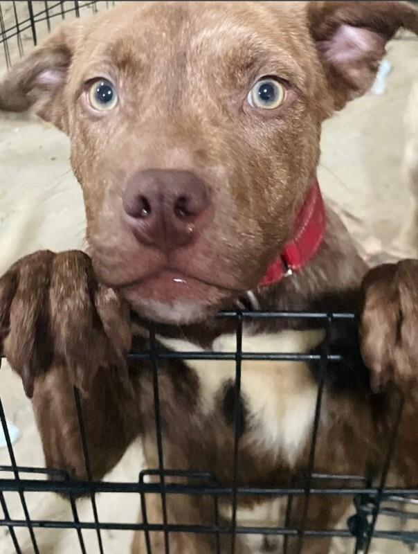 Enlarge Chip, a Adoptable mixed breed in renton, WA image 2/5