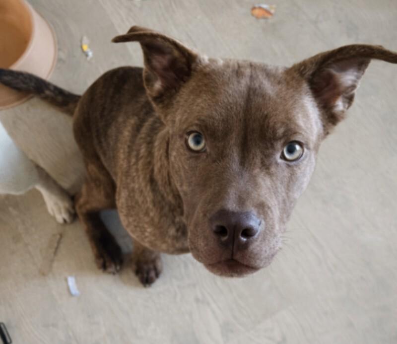 Enlarge Chip, a Adoptable mixed breed in renton, WA image 3/5