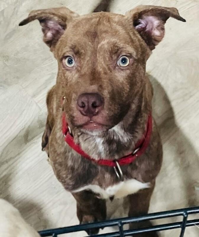 Enlarge Chip, a Adoptable mixed breed in renton, WA image 4/5