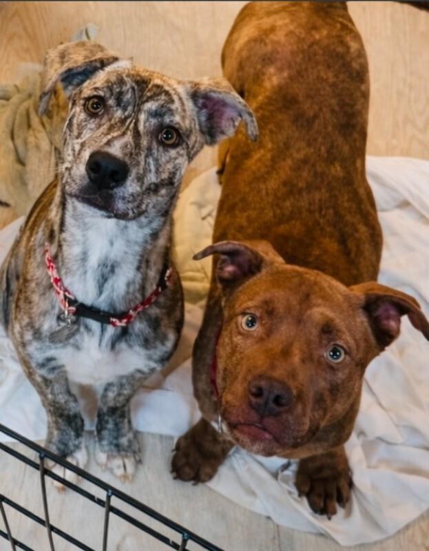 Enlarge Chip, a Adoptable mixed breed in renton, WA image 5/5