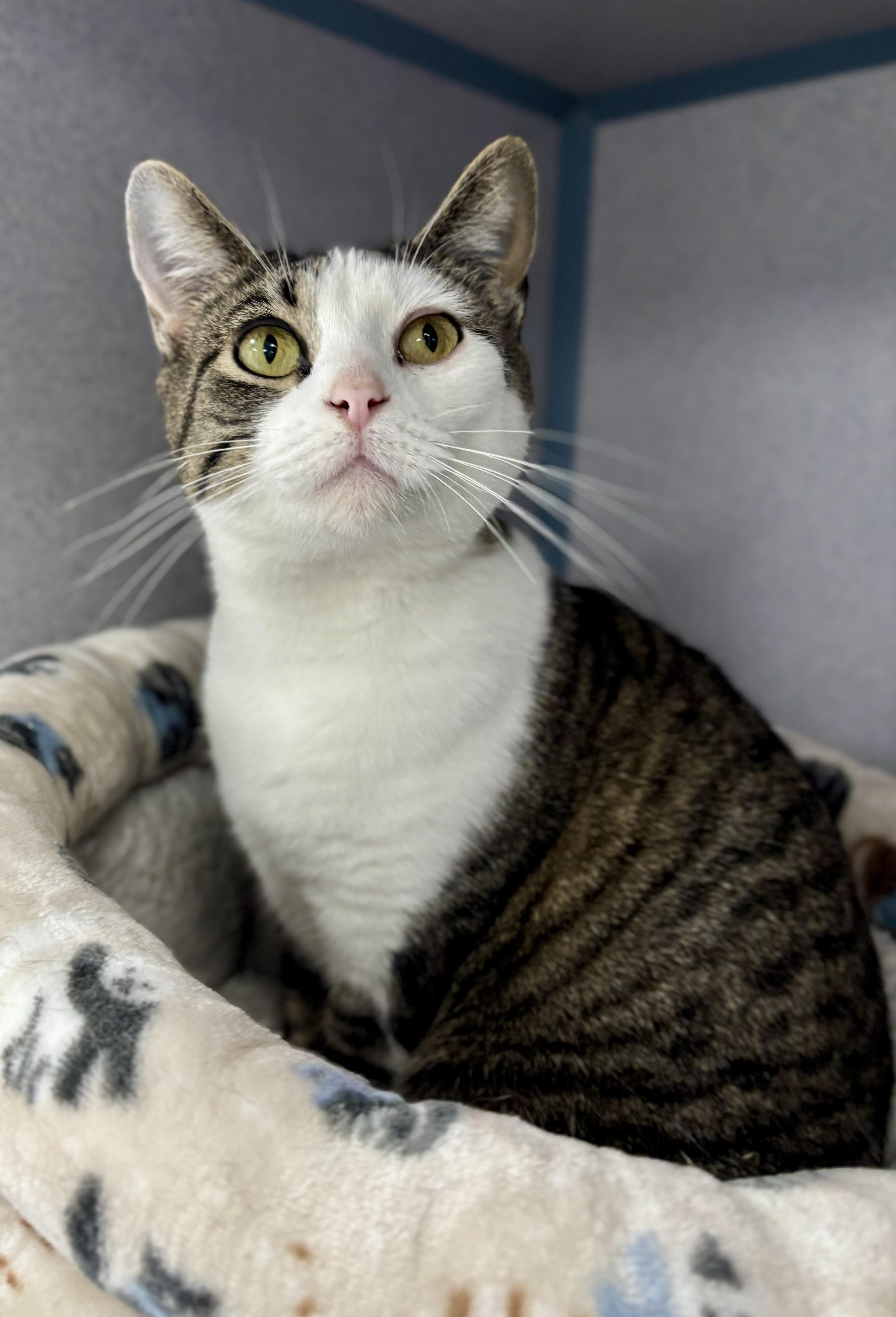 Enlarge Mary, an adopted Domestic Short Hair in Bardstown, KY image 5/5