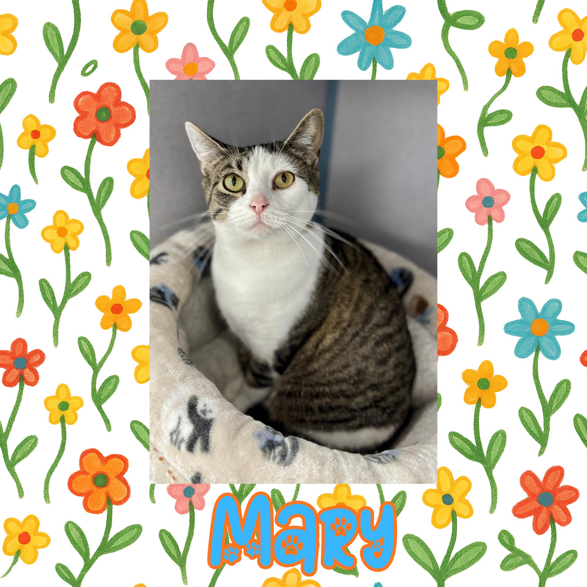 Enlarge Mary, an adopted Domestic Short Hair in Bardstown, KY image 2/5