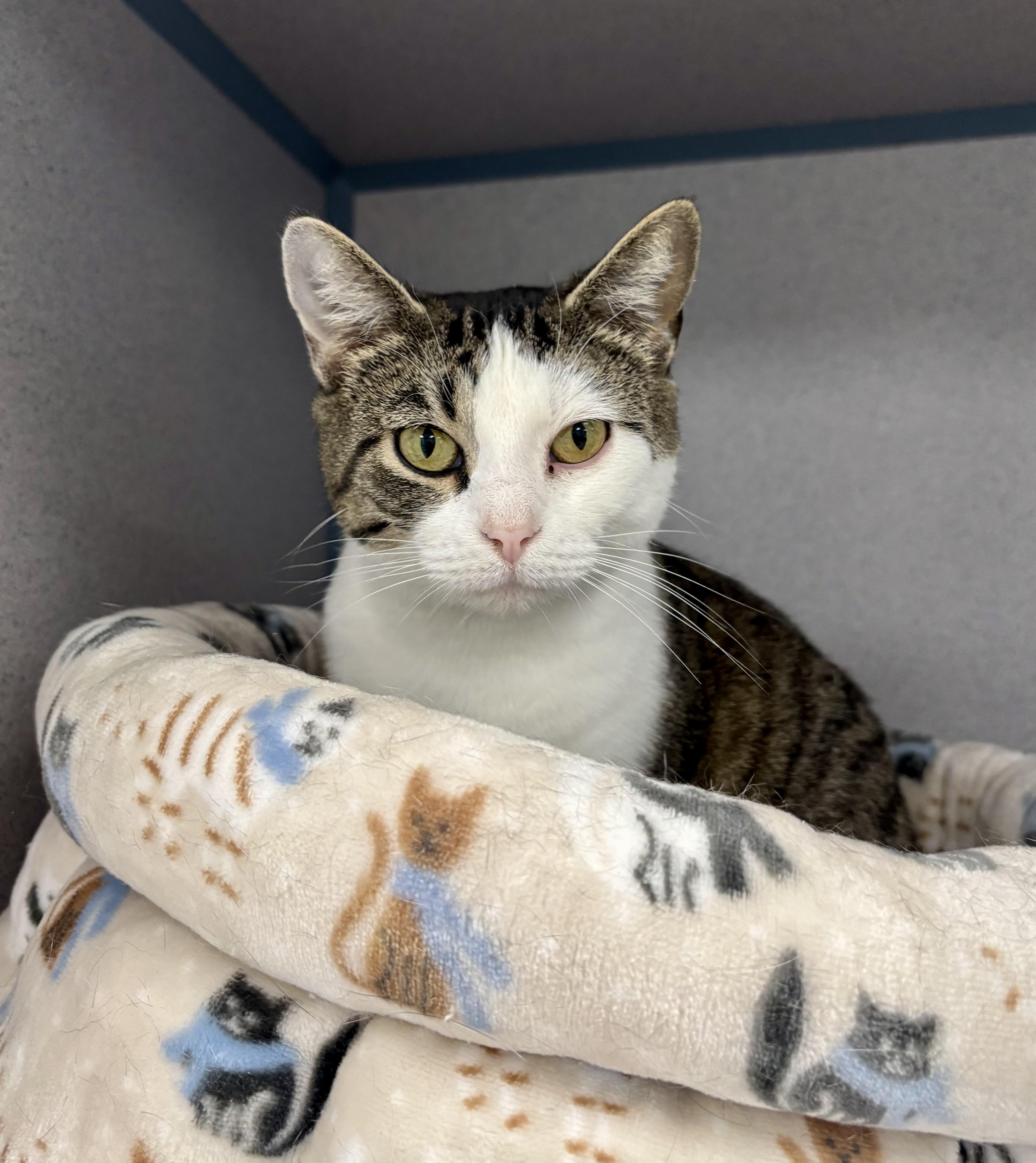 Enlarge Mary, an adopted Domestic Short Hair in Bardstown, KY image 3/5