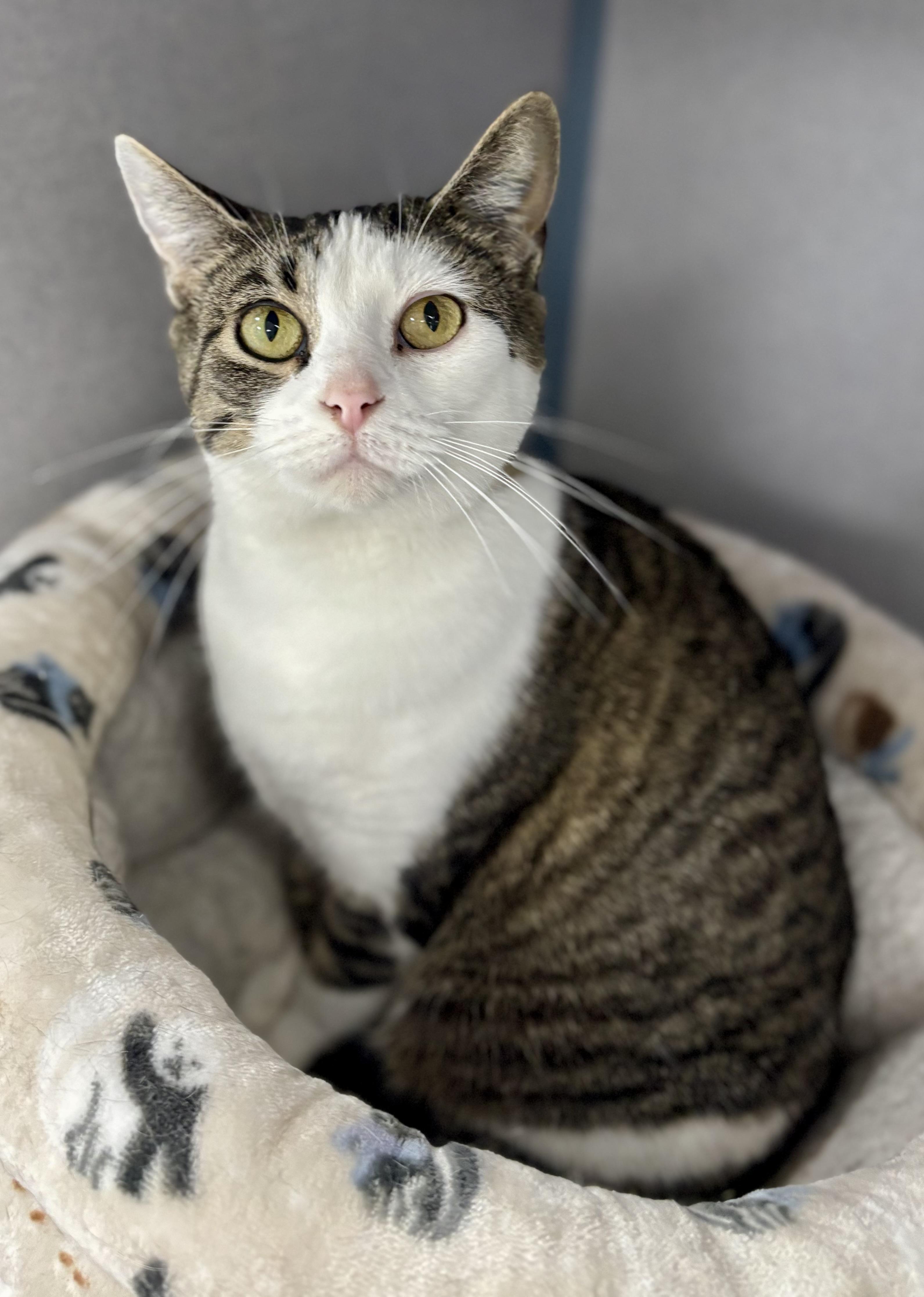 Enlarge Mary, an adopted Domestic Short Hair in Bardstown, KY image 4/5