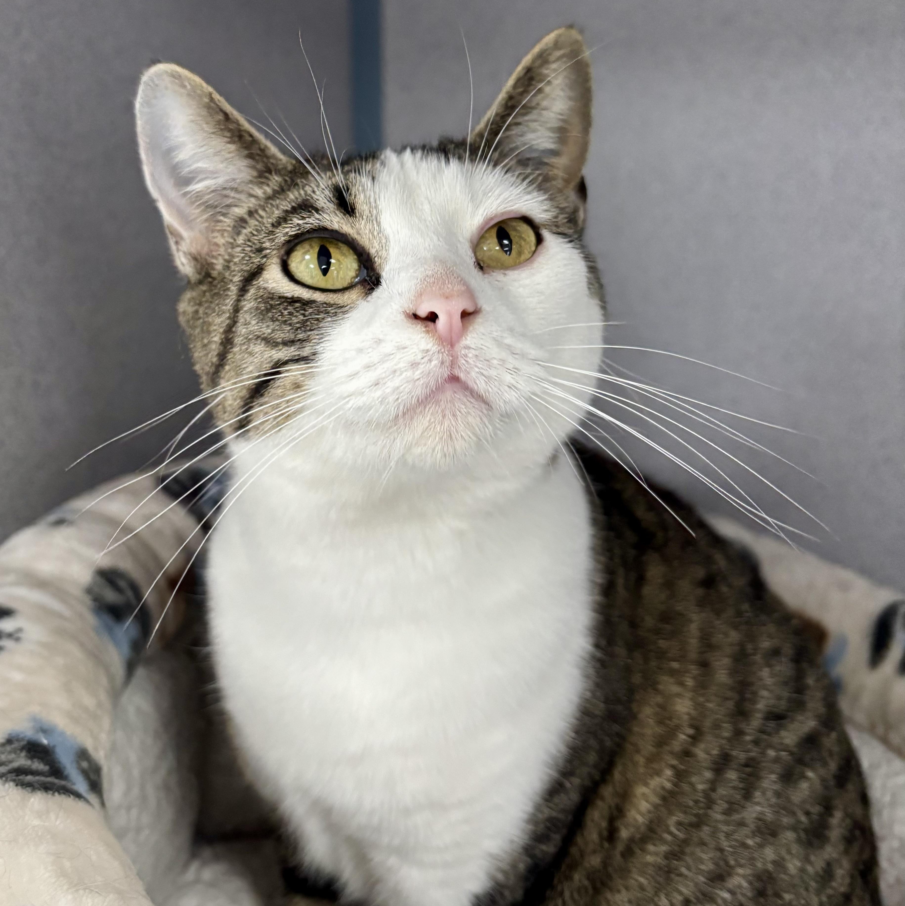 Enlarge Mary, an adopted Domestic Short Hair in Bardstown, KY image 1/5