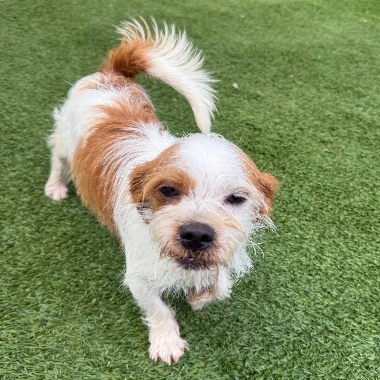 Benji, a ADOPTABLE Terrier in Groton, CT image 5/6