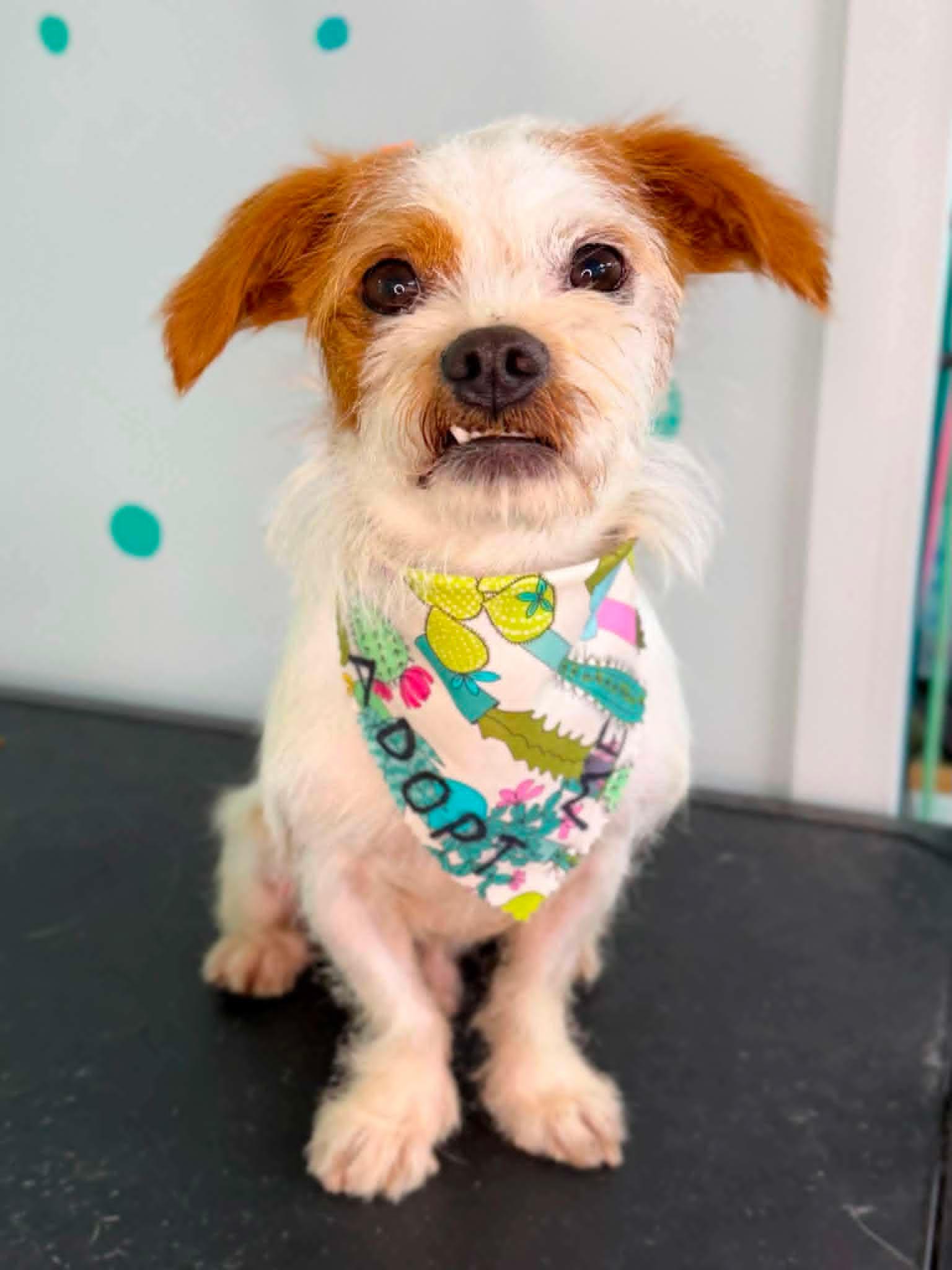 Benji, ADOPTABLE, Young Male Terrier.