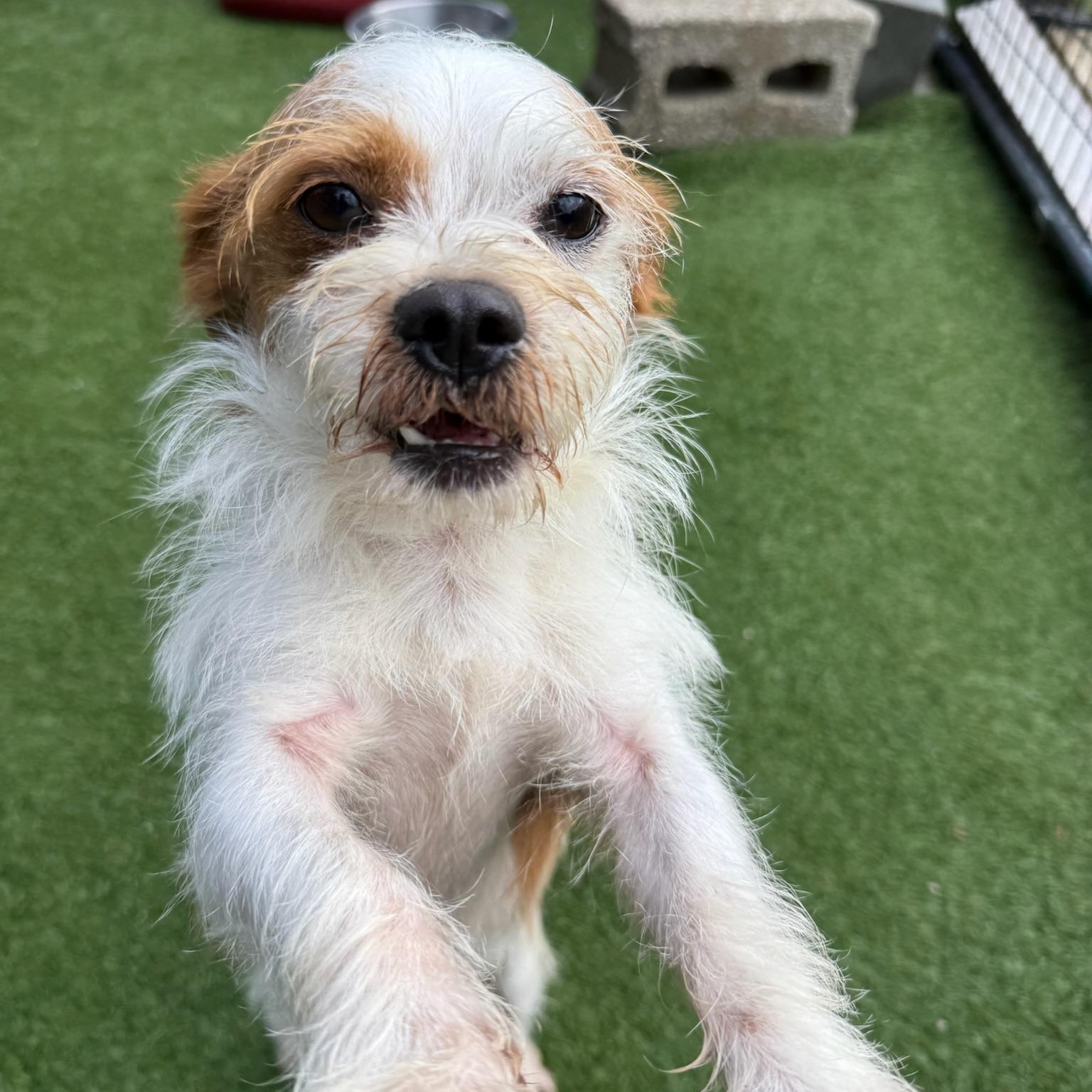 Benji, a ADOPTABLE Terrier in Groton, CT image 6/6
