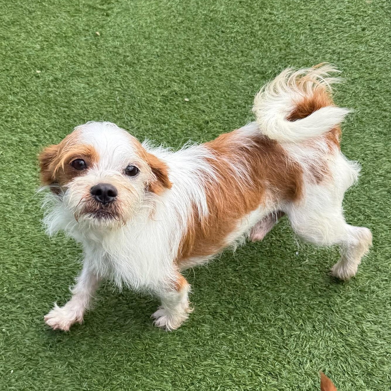 Benji, a ADOPTABLE Terrier in Groton, CT image 4/6