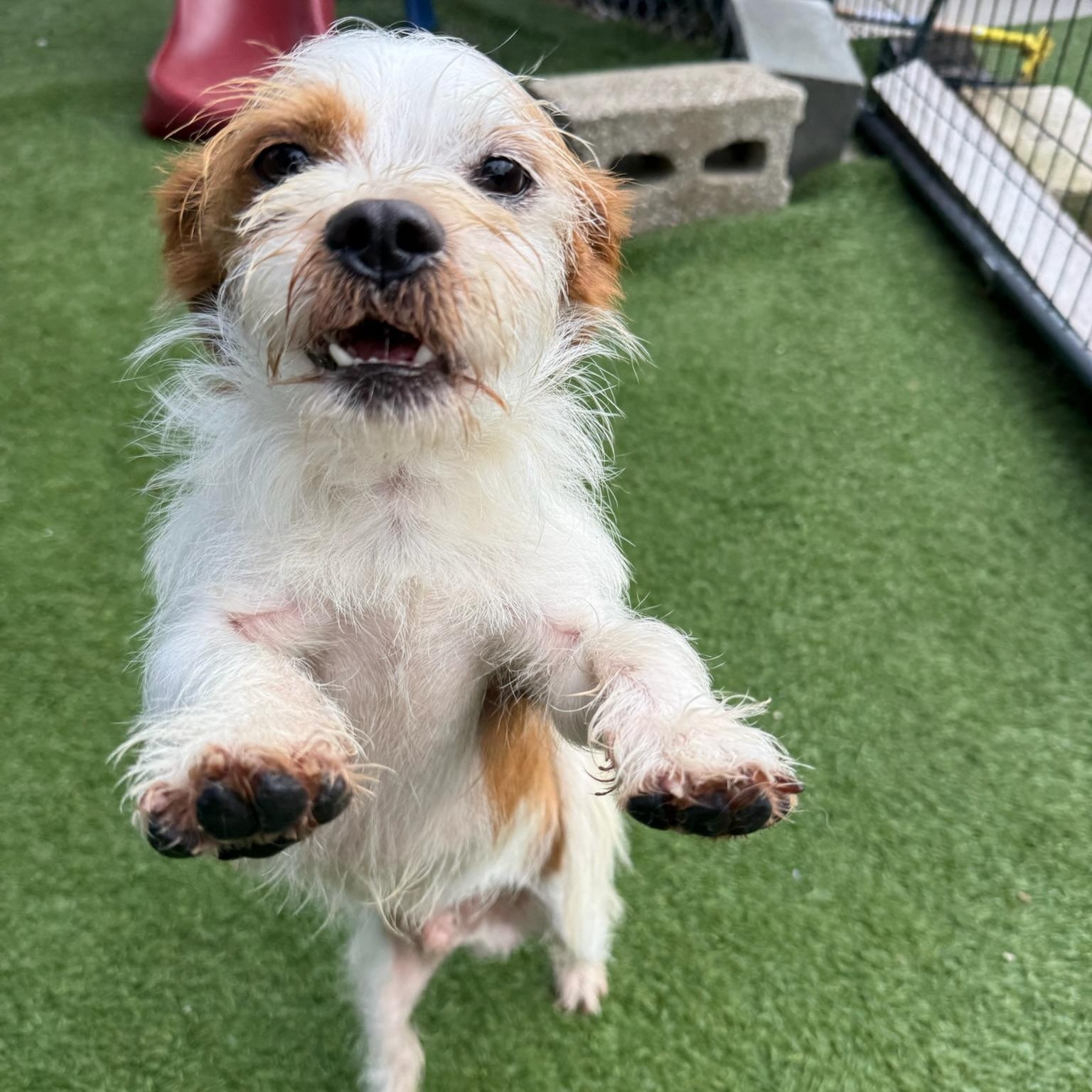 Benji, a ADOPTABLE Terrier in Groton, CT image 3/6