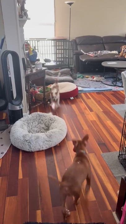 Enlarge Benji, a ADOPTABLE Terrier in Groton, CT video 2/6