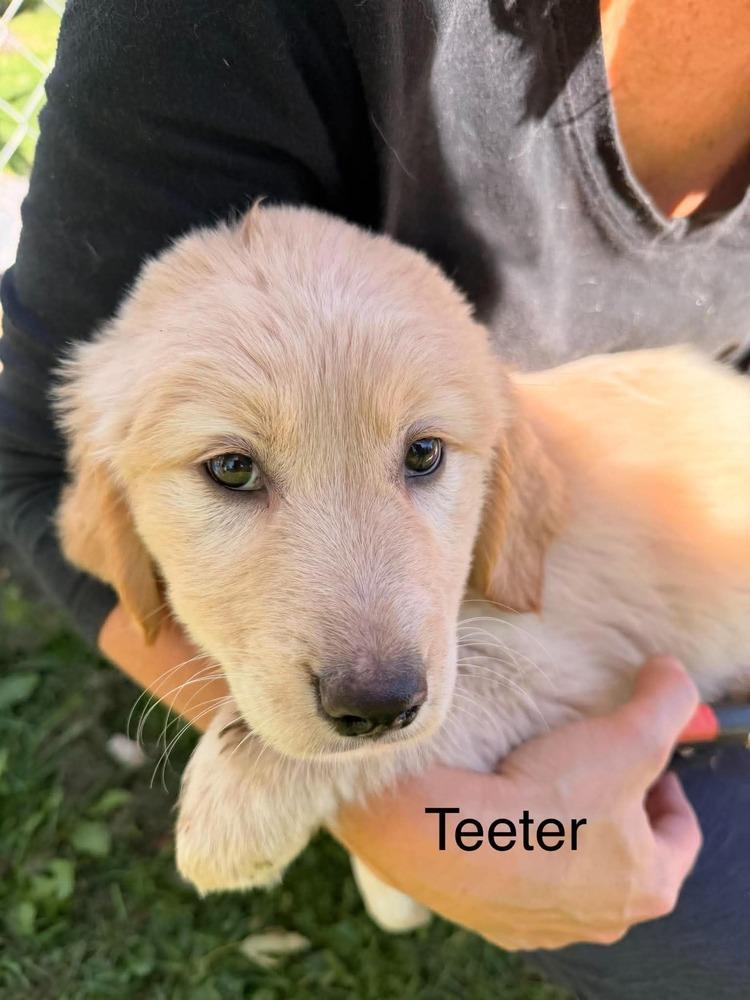 Teeter Peters, Adoptable, Puppy Female Golden Retriever & Great Pyrenees.