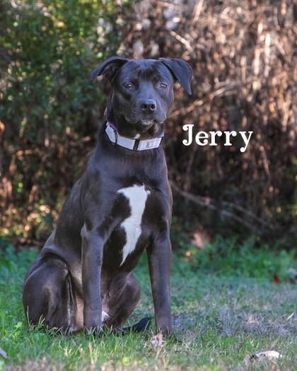 Jerry, a Adoptable mixed breed in Savannah, GA image 1/3