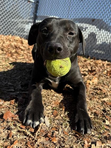 Jerry, a Adoptable mixed breed in Savannah, GA image 2/3