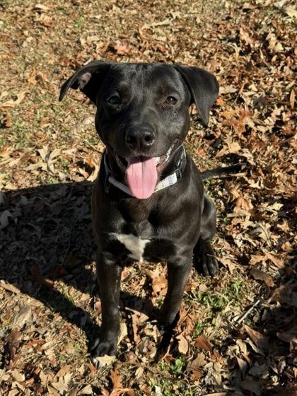 Jerry, a Adoptable mixed breed in Savannah, GA image 3/3