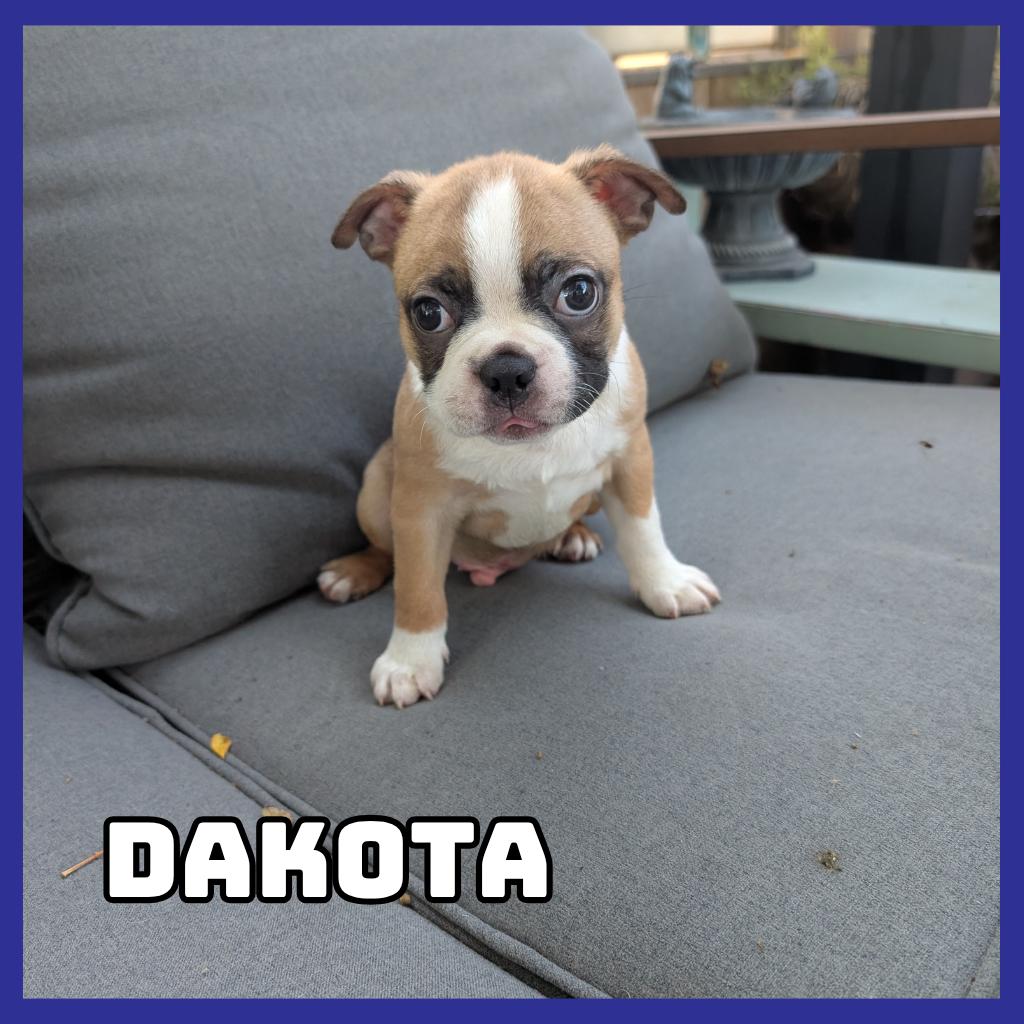 Dakota, Adoptable, Puppy Male Boston Terrier.