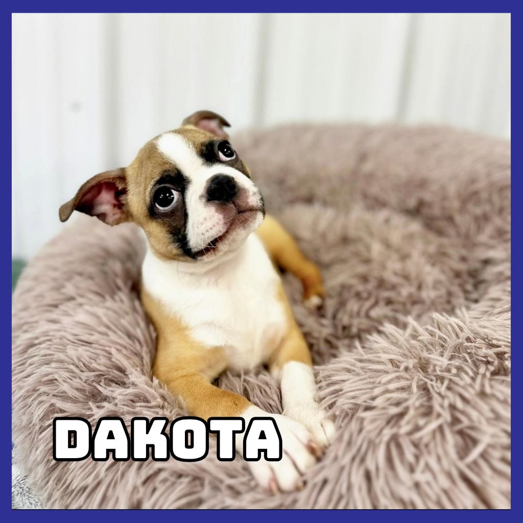 Enlarge Dakota, a Adoptable Boston Terrier in Glenwood, MN image 2/6