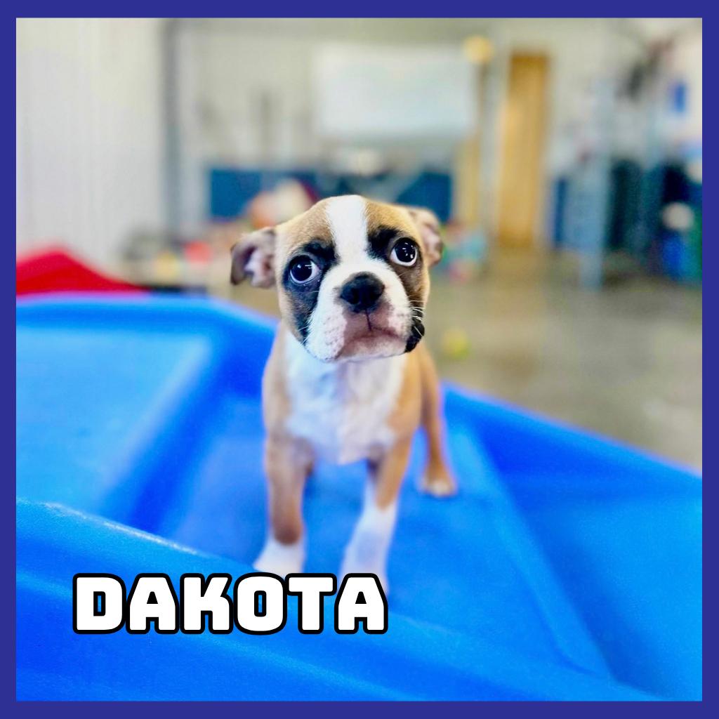 Enlarge Dakota, a Adoptable Boston Terrier in Glenwood, MN image 3/6