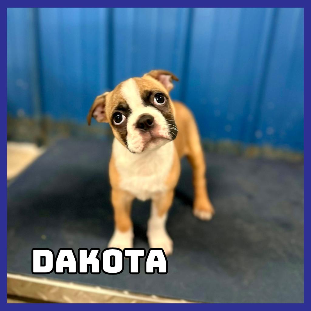 Enlarge Dakota, a Adoptable Boston Terrier in Glenwood, MN image 4/6