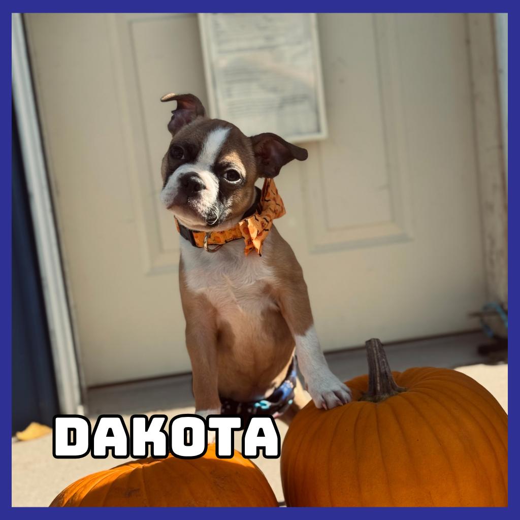 Enlarge Dakota, a Adoptable Boston Terrier in Glenwood, MN image 5/6