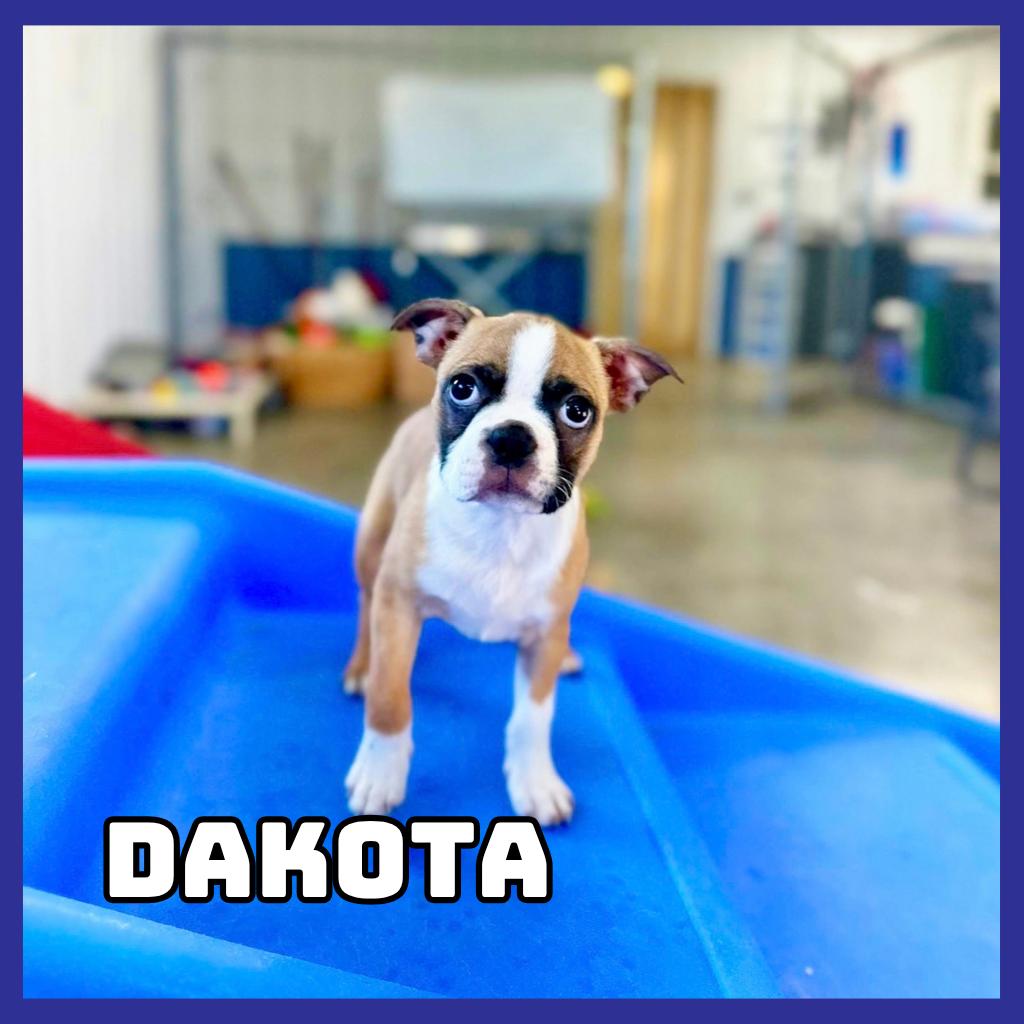 Enlarge Dakota, a Adoptable Boston Terrier in Glenwood, MN image 6/6