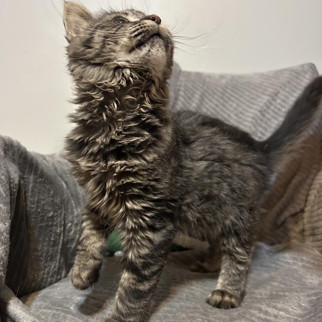 Mocha, Adoptable, Kitten Male Domestic Short Hair.